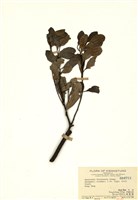 藏品(寄生藤)的圖片